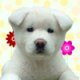 Cute Puppy
