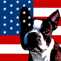 American Dog