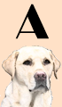A Girl Dog Names