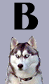 B Girl Dog Names