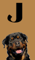 J Girl Dog Names