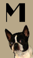 M Girl Dog Names