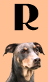 R Girl Dog Names