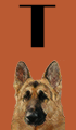 T Girl Dog Names