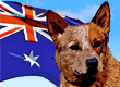 Australian Dog Names