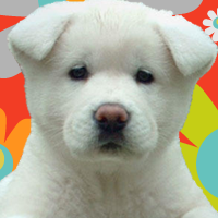 Names  Puppies on Ofcute Puppy Names Has Names So Sweet They Ll Make Your Teeth Ache