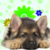 Cute Female Dog Names