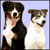 Male Female Dog Names
