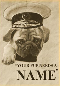 Pug poster