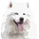 Samoyed