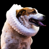 Shakespeare Dog Names