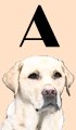 A Girl Dog Names
