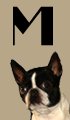 M Girl Dog Names