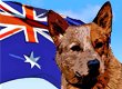 Australian Dog Names