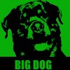  Big Dog