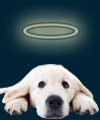 Angel Dog icon for favorite dog names page
