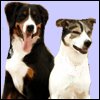 Male Female Dog Names