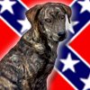 Redneck Dog Names