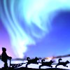Sled Dogs